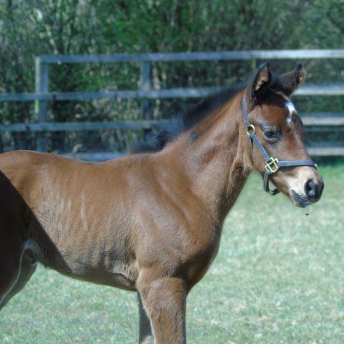 2021 filly by Territories